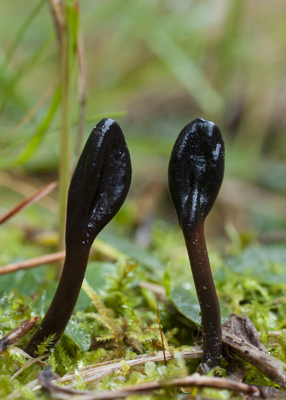 Geoglossum glutinosum